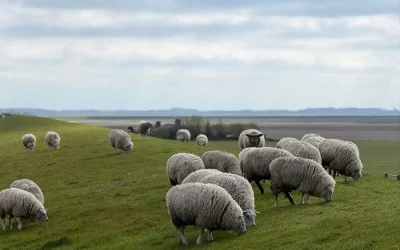 Sade Yağın Mutfaktaki Kullanım Alanları Nelerdir?